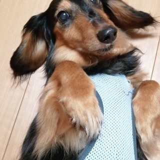 ミニチュアダックスオス11才まだまだ元気な甘えん坊です けーすけ 宮古島のその他の里親募集 ジモティー ミニチュアダックスオス11才まだまだ元気な甘えん坊です けーすけ 宮古島のその他の里親募集 ジモティー