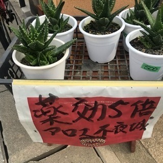 アロエ不夜城 ５寸 薬効5倍 花遊瑞花 ナックル 北本のその他の中古あげます 譲ります ジモティーで不用品の処分