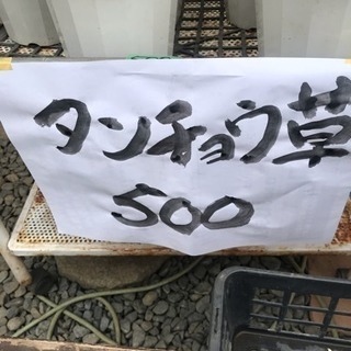 山野草 タンチヨウ草５寸 ５００円税込
