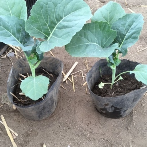 スティックセニョール 茎ブロッコリー 苗 Yuki 7 深谷のその他の中古あげます 譲ります ジモティーで不用品の処分