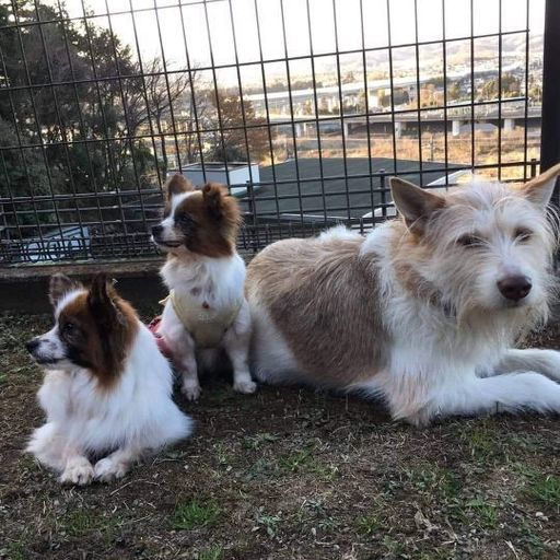 4月28日 あきる野市 犬の譲渡会 おかめ 牛浜の地域 お祭りのイベント参加者募集 無料掲載の掲示板 ジモティー 4月28日 あきる野市 犬の譲渡会 おかめ 牛浜の地域 お祭りのイベント参加者募集 無料掲載の掲示板 ジモティー