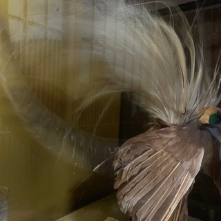極楽鳥 剥製 オオフウチョウ ニューギニア産