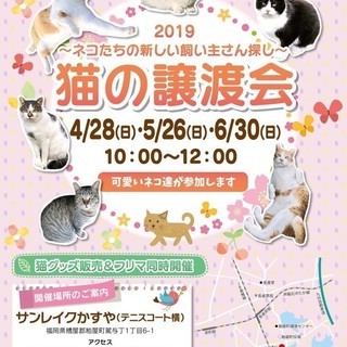 【かすやねこ】４月 猫の譲渡会を開催します！