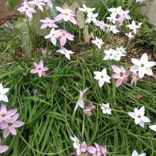 冬〜春迄咲き続ける希少種　ユニフローラムの花