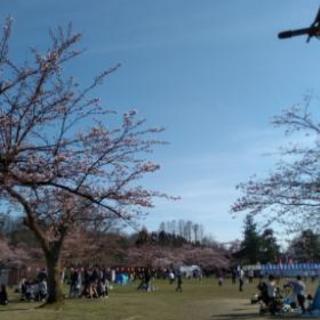 ４月 長岡市悠久山桜まつり仲間【カテゴリをちゃんと見てからメッセージください】の画像