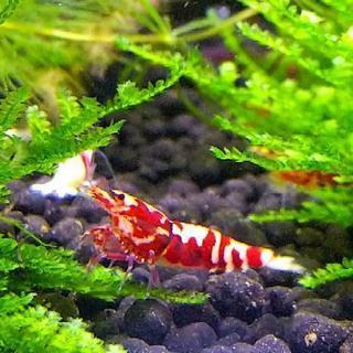 レッドビーシュリンプ系  極上個体   花虎シュリンプ