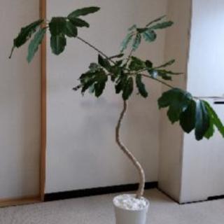 観葉植物、ツピタンサス