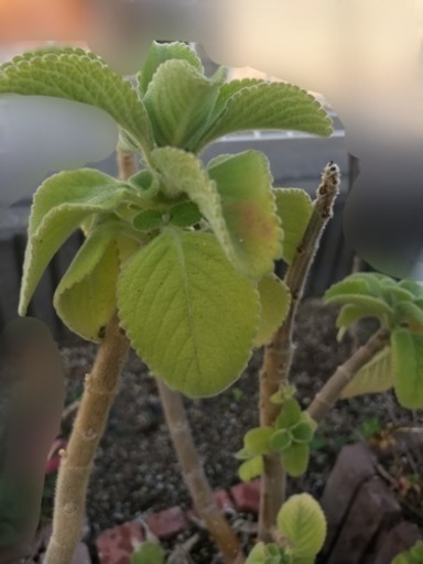 マンジェリコン ハーブ苗 ニコ 松山のその他の中古あげます 譲ります ジモティーで不用品の処分