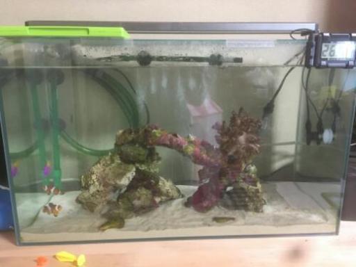 海水魚と水槽フルセット ニモ二匹と他