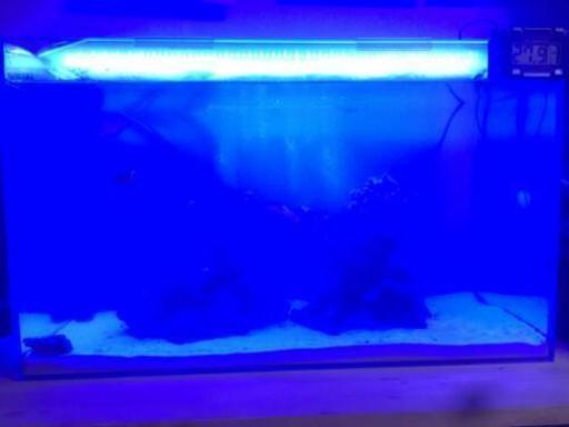 海水魚と水槽フルセット ニモ二匹と他