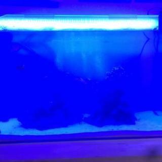 海水魚と水槽フルセット ニモ二匹と他