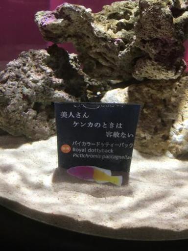 海水魚と水槽フルセット ニモ二匹と他