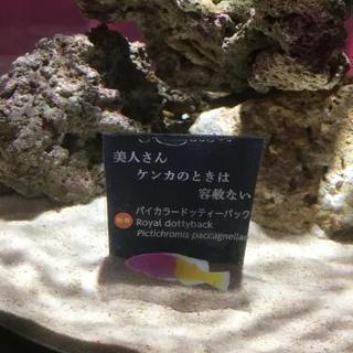海水魚と水槽フルセット ニモ二匹と他