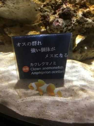 海水魚と水槽フルセット ニモ二匹と他