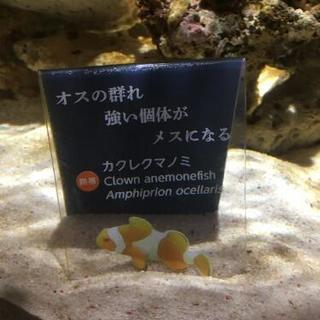 海水魚と水槽フルセット ニモ二匹と他