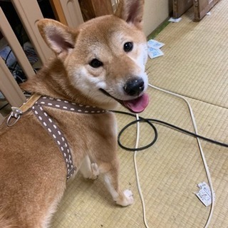 急募 柴犬