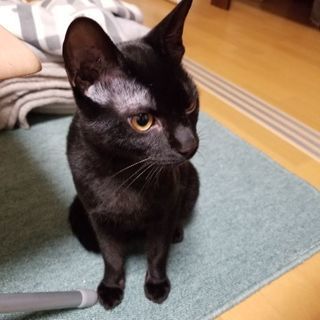 【代理投稿】かわいい黒猫♂　生後5ヶ月　の画像