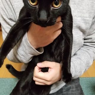 【代理投稿】かわいい黒猫♂　生後5ヶ月　 - 猫