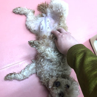 お母さん犬引退して現在ペットショップでのんびり里親さん募集中です。 - 堺市