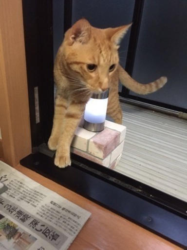 茶トラの猫を探してます 写メ追加しました Milky 大泉学園の手伝って 助けての助け合い ジモティー