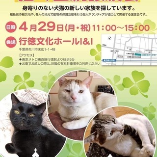 4/29(月・祝）　猫の里親譲渡会／市川市　行徳