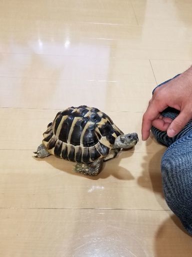 丸い甲羅が可愛いヘルマンリクガメのカメ吉 Michiko 横浜のその他の里親募集 ジモティー