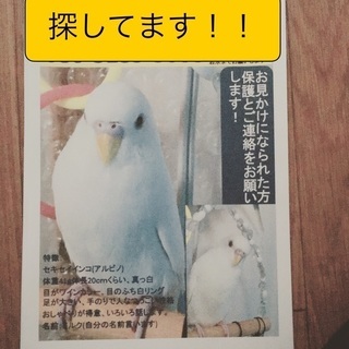 鹿児島市城南小学校付近で、セキセイインコが迷子になりました。