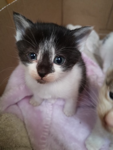 里親募集4 16生まれの猫ちゃん ダイキ 明石の猫の里親募集 ジモティー 里親募集4 16生まれの猫ちゃん ダイキ 明石の猫の里親募集 ジモティー