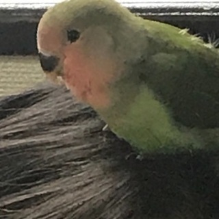 コザクラインコ 里親募集