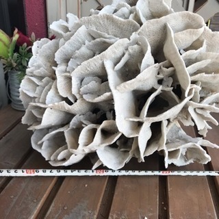 サンゴ、飾りサンゴ、海水魚