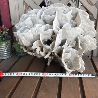 サンゴ、飾りサンゴ、海水魚