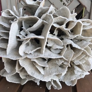 サンゴ、飾りサンゴ、海水魚