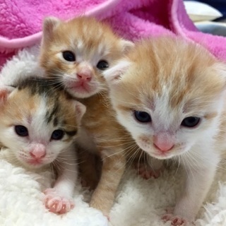 可愛い三毛猫のシンコちゃん♥️ − 静岡県