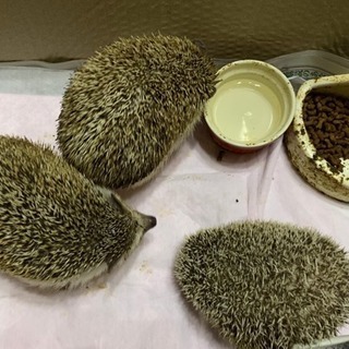 【交渉中】ハリネズミ3匹◉性別不明◉3歳前後