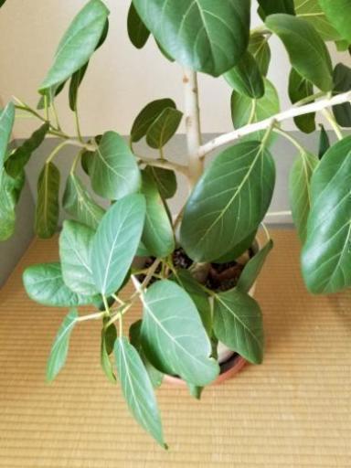 観葉植物ゴムの木 Norihiko 大津京のその他の中古あげます 譲ります ジモティーで不用品の処分 観葉植物ゴムの木 Norihiko 大津京のその他の中古あげます 譲ります ジモティーで不用品の処分