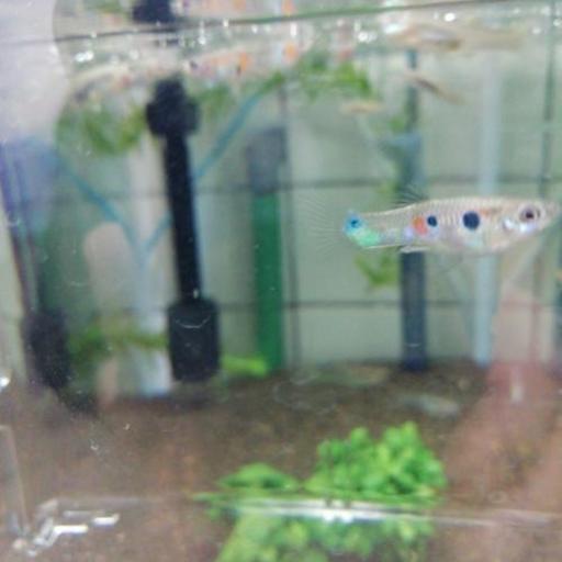グッピー原種まとめて30匹特価 Aquabee17 大久保のその他の中古あげます 譲ります ジモティーで不用品の処分 グッピー原種まとめて30匹特価 Aquabee17 大久保のその他の中古あげます 譲ります ジモティーで不用品の処分