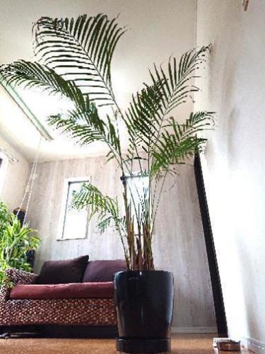 観葉植物　アレカヤシ200㌢