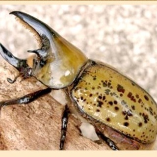 ティティウスシロカブトの幼虫