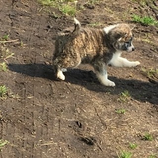 秋田犬系雑種