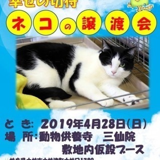 平成最後の猫の譲渡会