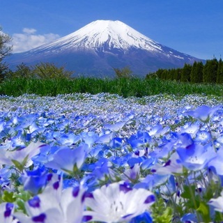 世界遺産 富士山とネモフィラ畑 写真 A4又は2L版 額付き