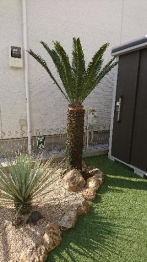 ソテツ 蘇鉄 庭木にどうですか？