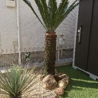 ソテツ 蘇鉄 庭木にどうですか？