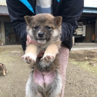 子犬(雑種)の里親探してます