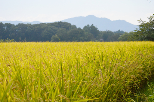 【平成３０年産米】 山形県産 はえぬき 一等米　一分づき～無洗米までOK。
