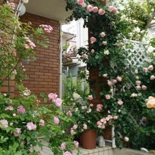 あなたの家も薔薇庭に♪ 素敵なお庭を作ってみませんか？