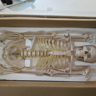 人体全身骨格模型