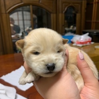 埼玉県の子犬の里親募集 無料であげます 譲ります ジモティー