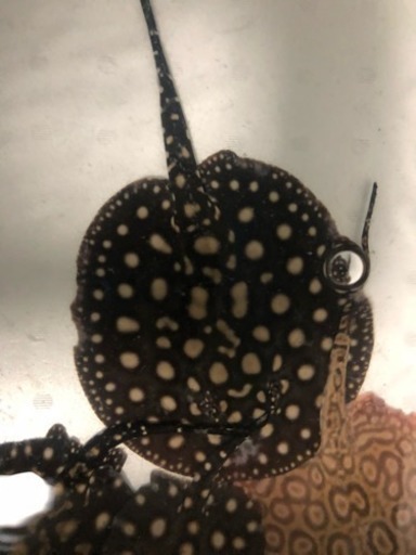 ダイヤ、ブラックダイヤモンドポルカ オス