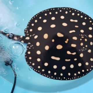 ポルカドットスティングレイ♂️